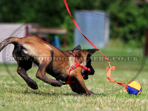 Bite Proof Dog Toys